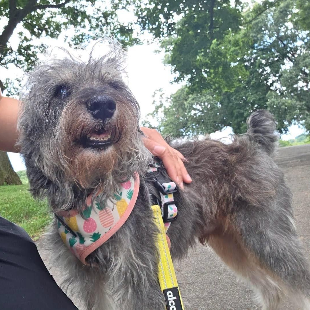 Jimothy, a ADOPTABLE mixed breed in Bloomfield, NJ image 4/6
