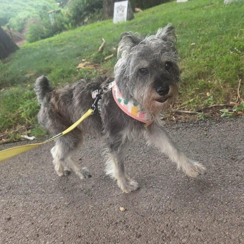 Jimothy, a ADOPTABLE mixed breed in Bloomfield, NJ image 2/6