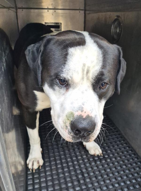 Pen 103c Buck, Adoptable, Adult Male Pit Bull Terrier.