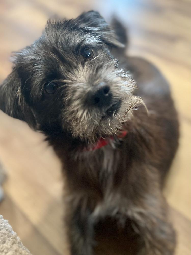 Mario, a Adoptable mixed breed in Commerce City, CO image 2/6