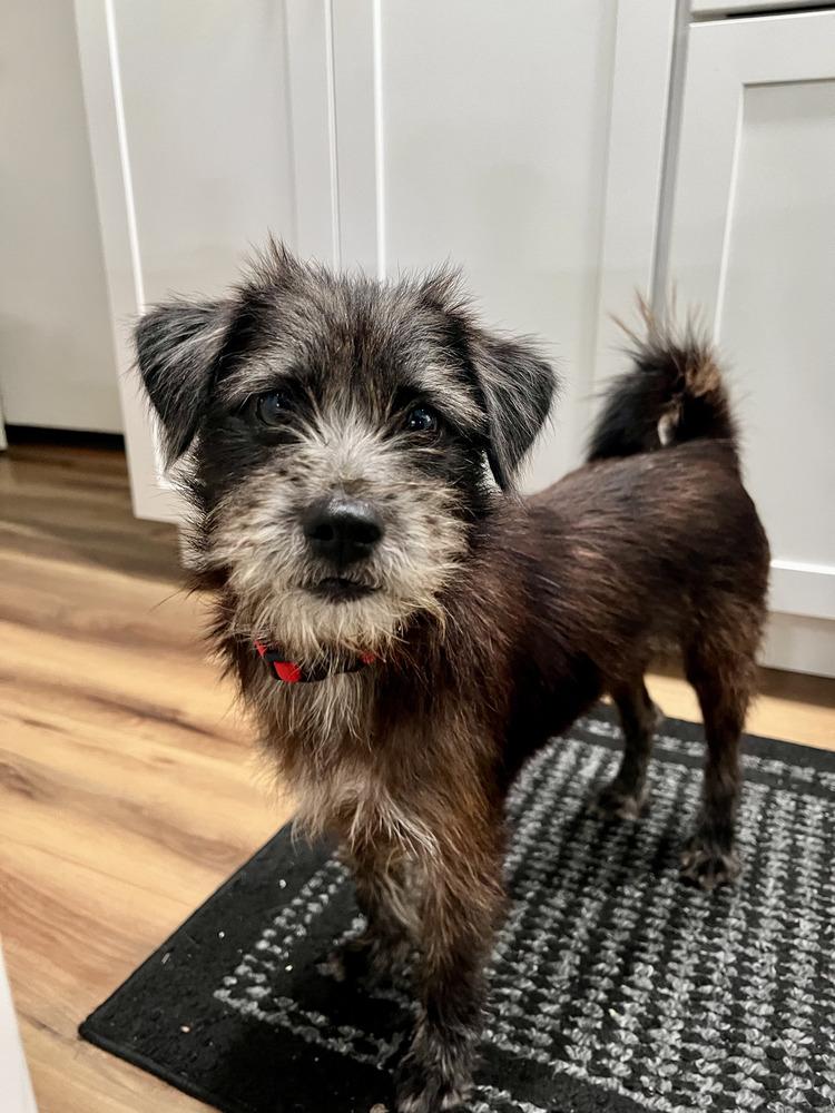 Mario, Adoptable, Adult Male Terrier & Miniature Schnauzer.