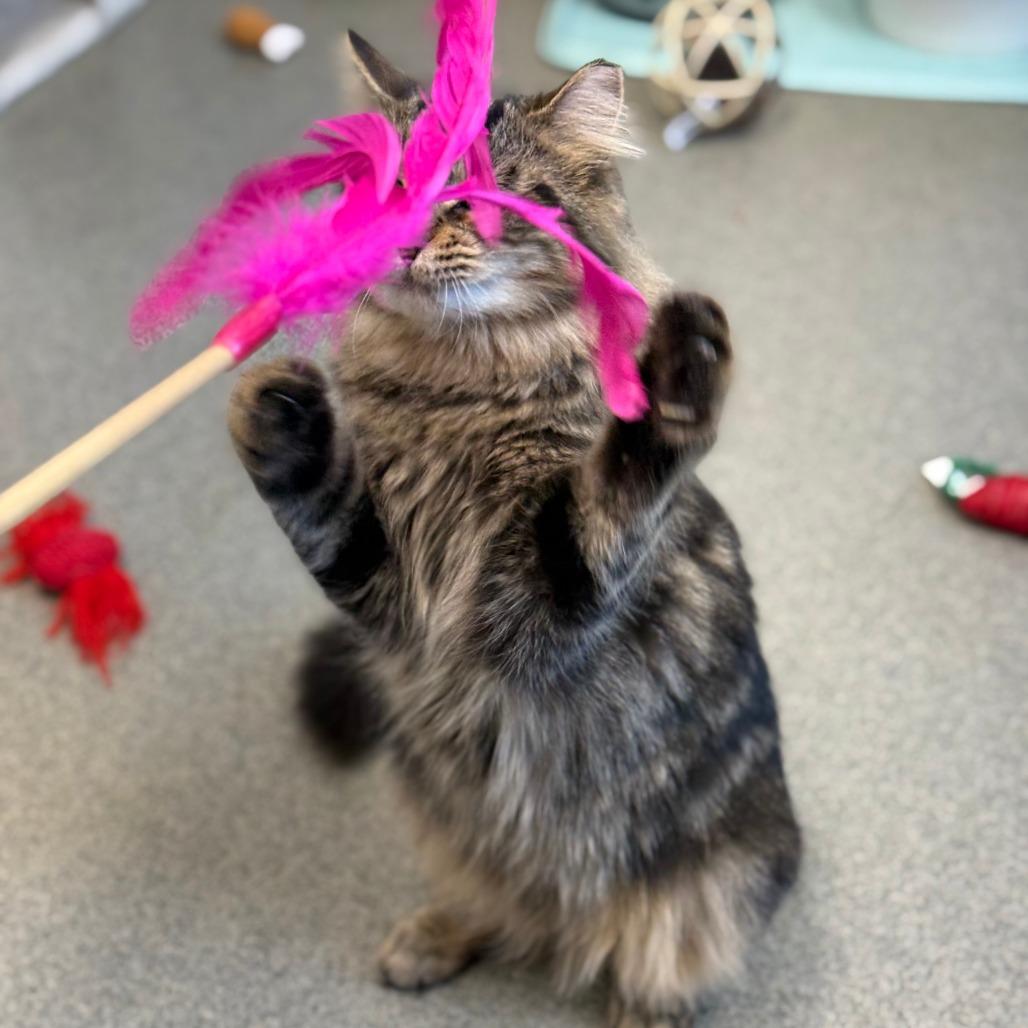 Star, Adoptable, Young Female Domestic Long Hair.