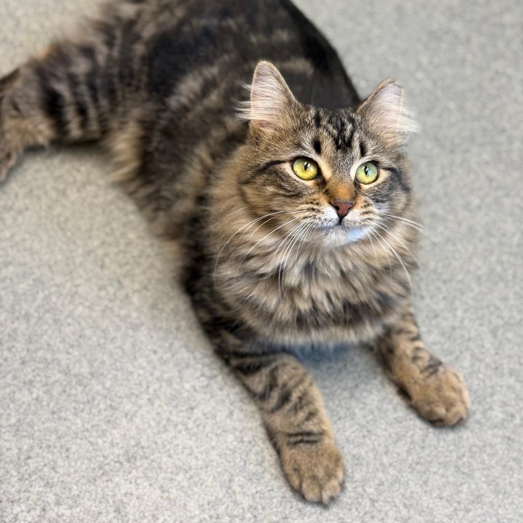 Star, a Adoptable Domestic Long Hair in Thomaston, ME image 2/3