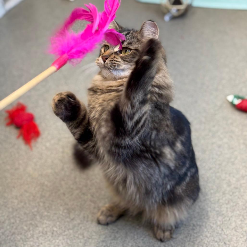 Star, a Adoptable Domestic Long Hair in Thomaston, ME image 3/3