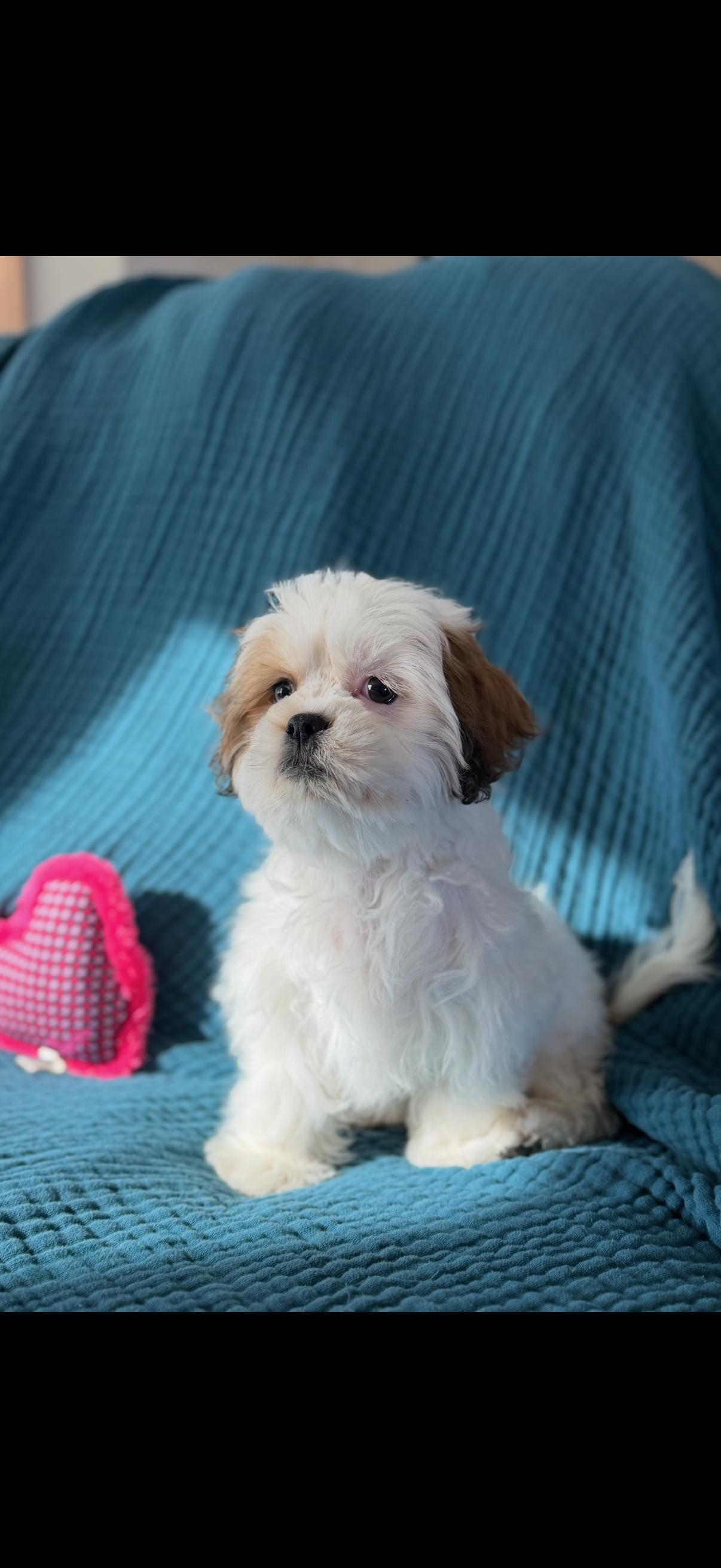 Enlarge Sage, a Adoptable mixed breed in Brandon, SD image 3/3