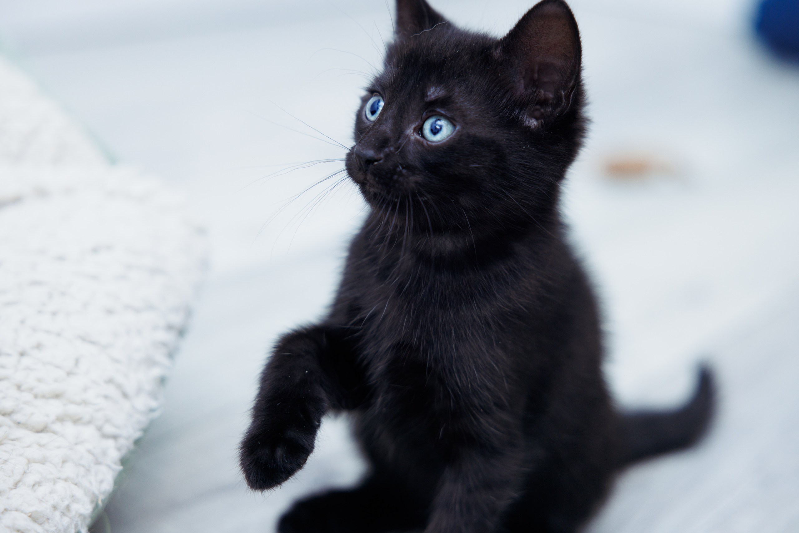 Enlarge Earl, a Adopted Domestic Short Hair in Montreal, QC image 2/6