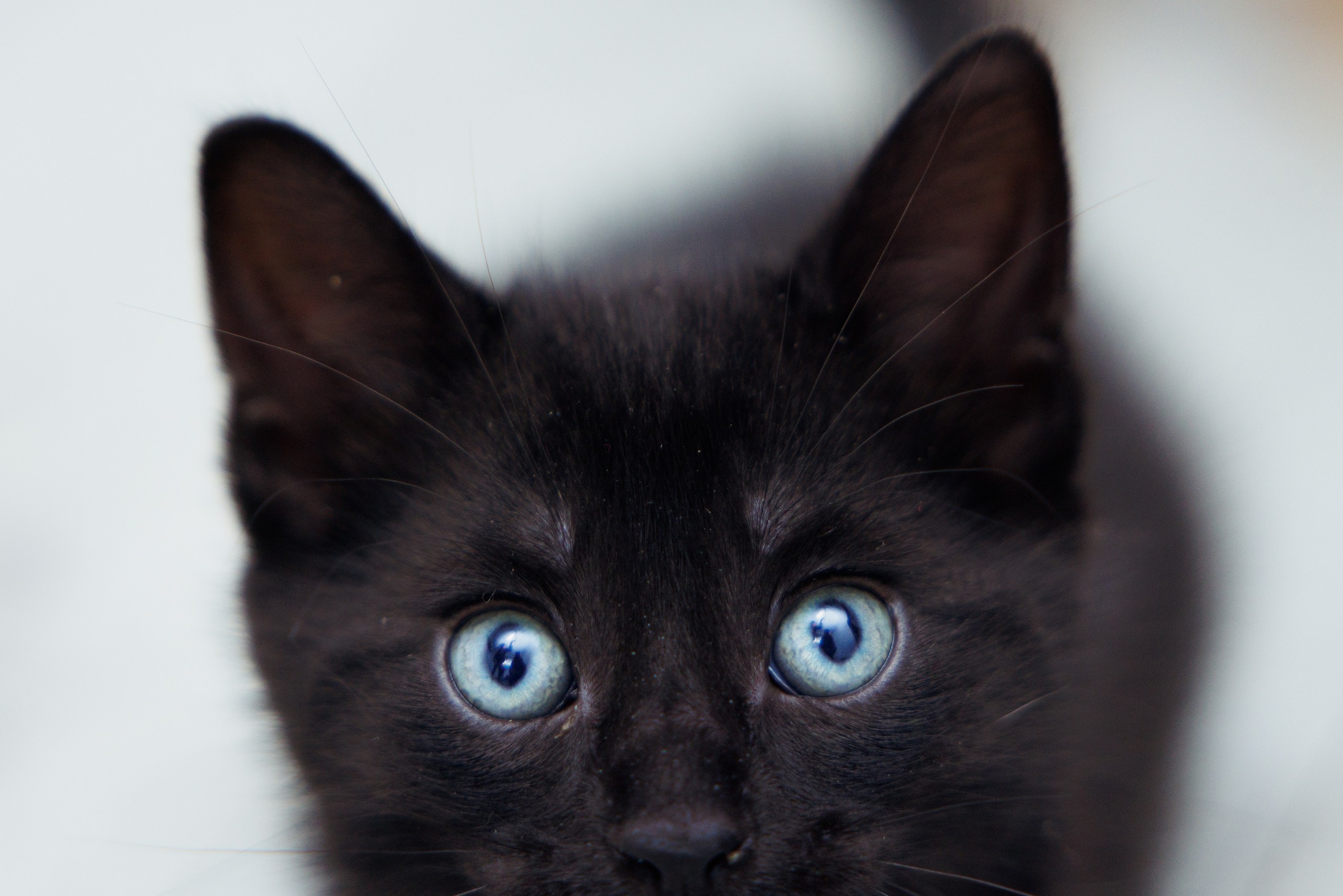 Enlarge Earl, a Adopted Domestic Short Hair in Montreal, QC image 3/6