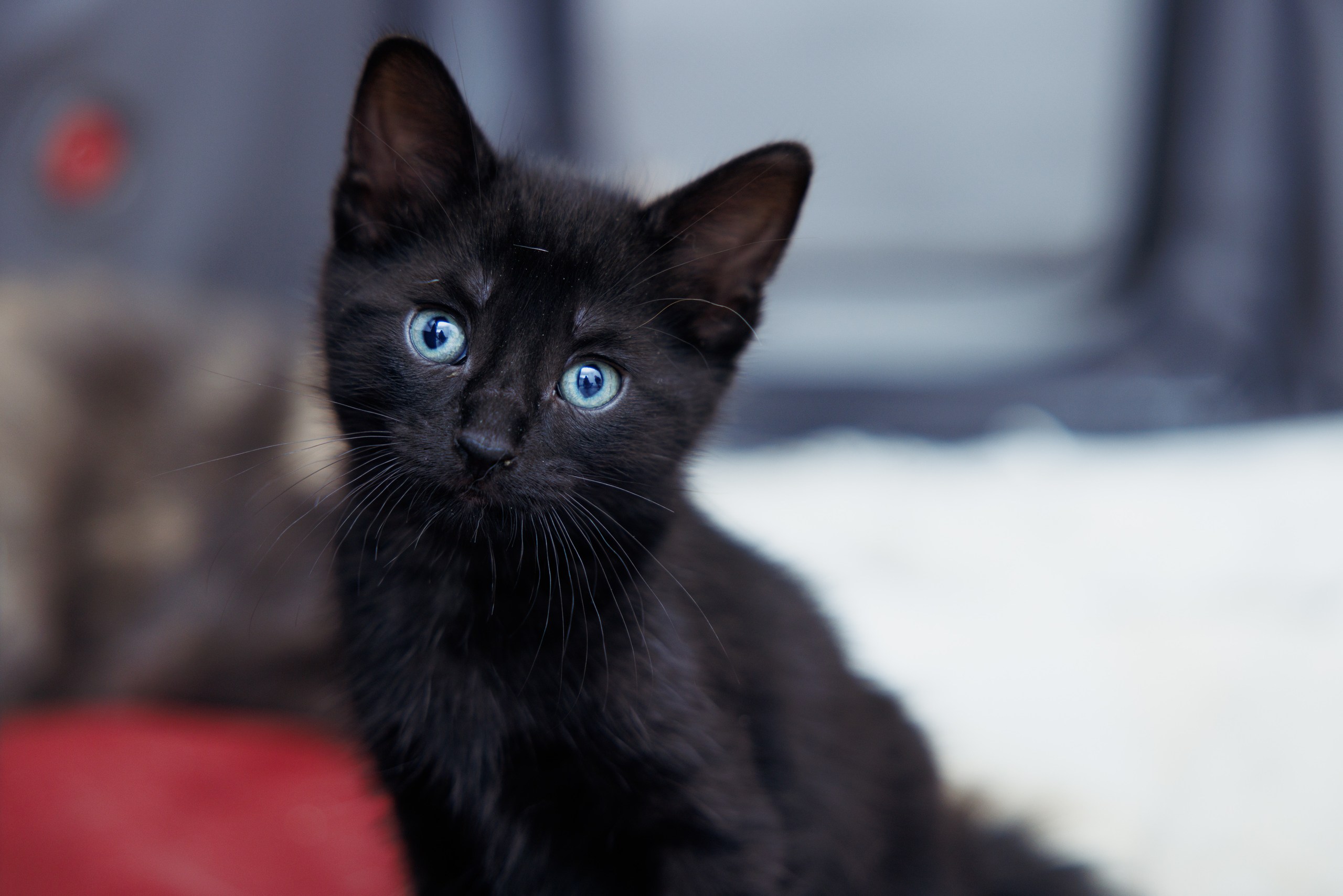 Enlarge Earl, a Adopted Domestic Short Hair in Montreal, QC image 4/6