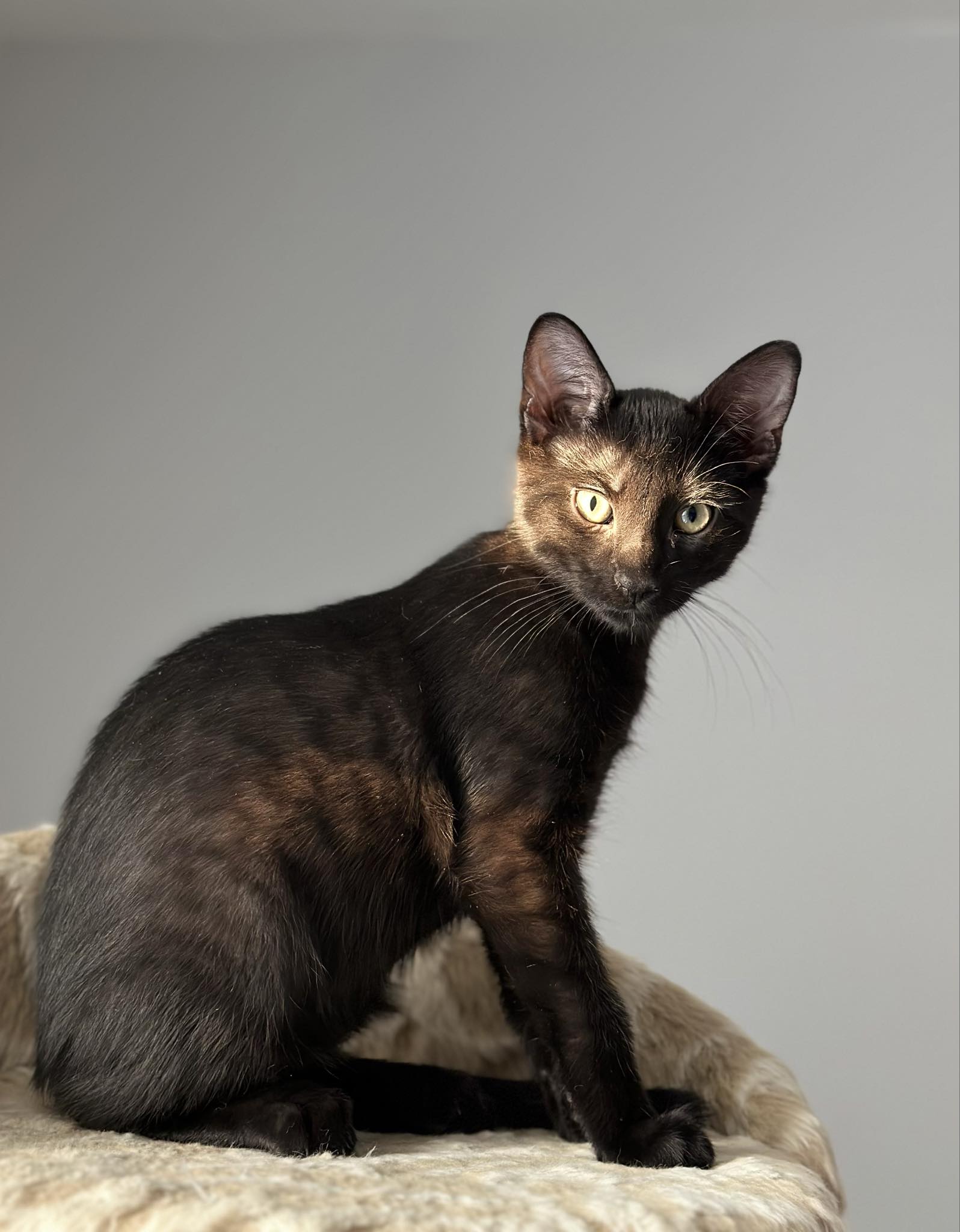 Enlarge Earl, a Adopted Domestic Short Hair in Montreal, QC image 1/6