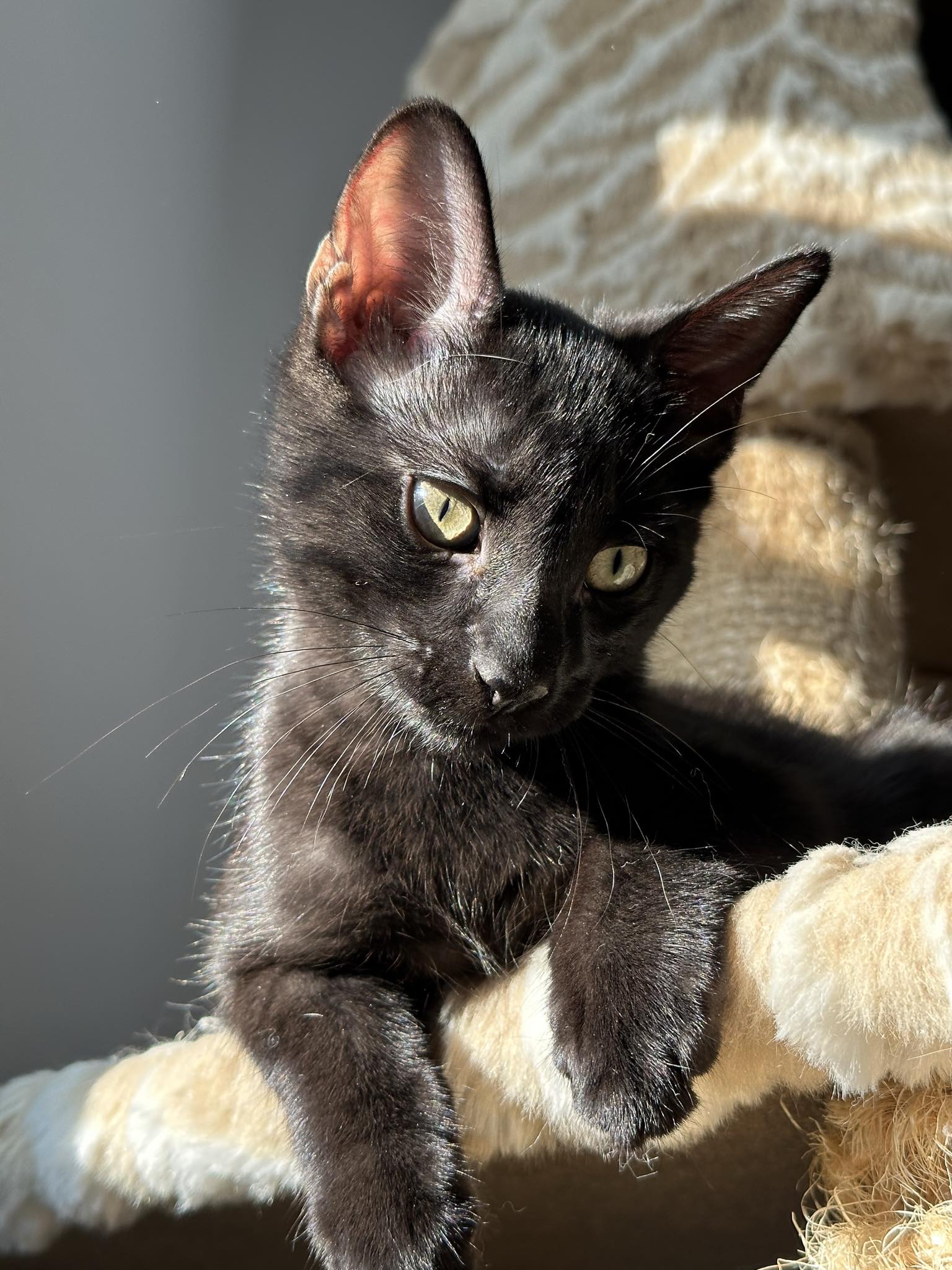 Enlarge Earl, a Adopted Domestic Short Hair in Montreal, QC image 5/6