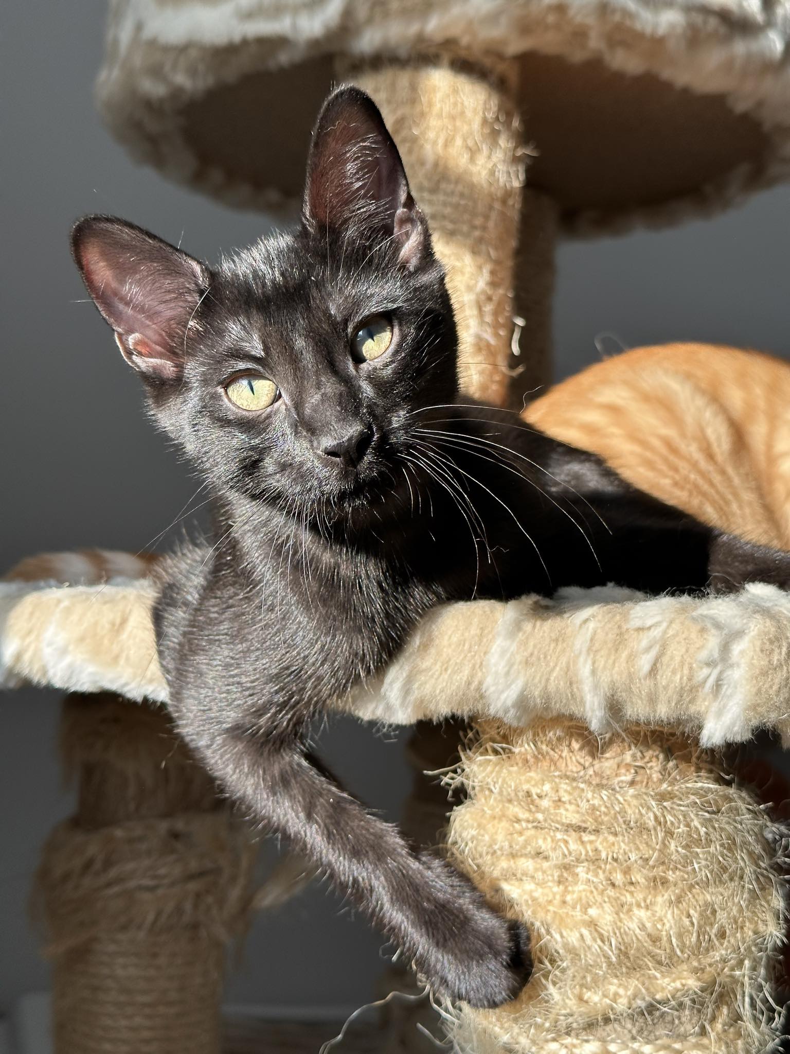 Enlarge Earl, a Adopted Domestic Short Hair in Montreal, QC image 6/6