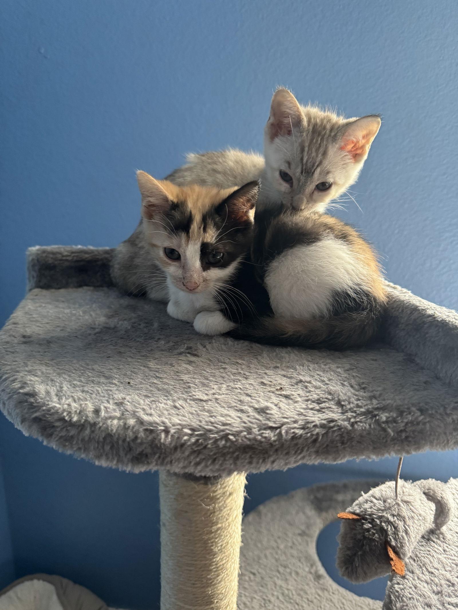 Koko Taylor (new), Adoptable, Kitten Female Domestic Short Hair.