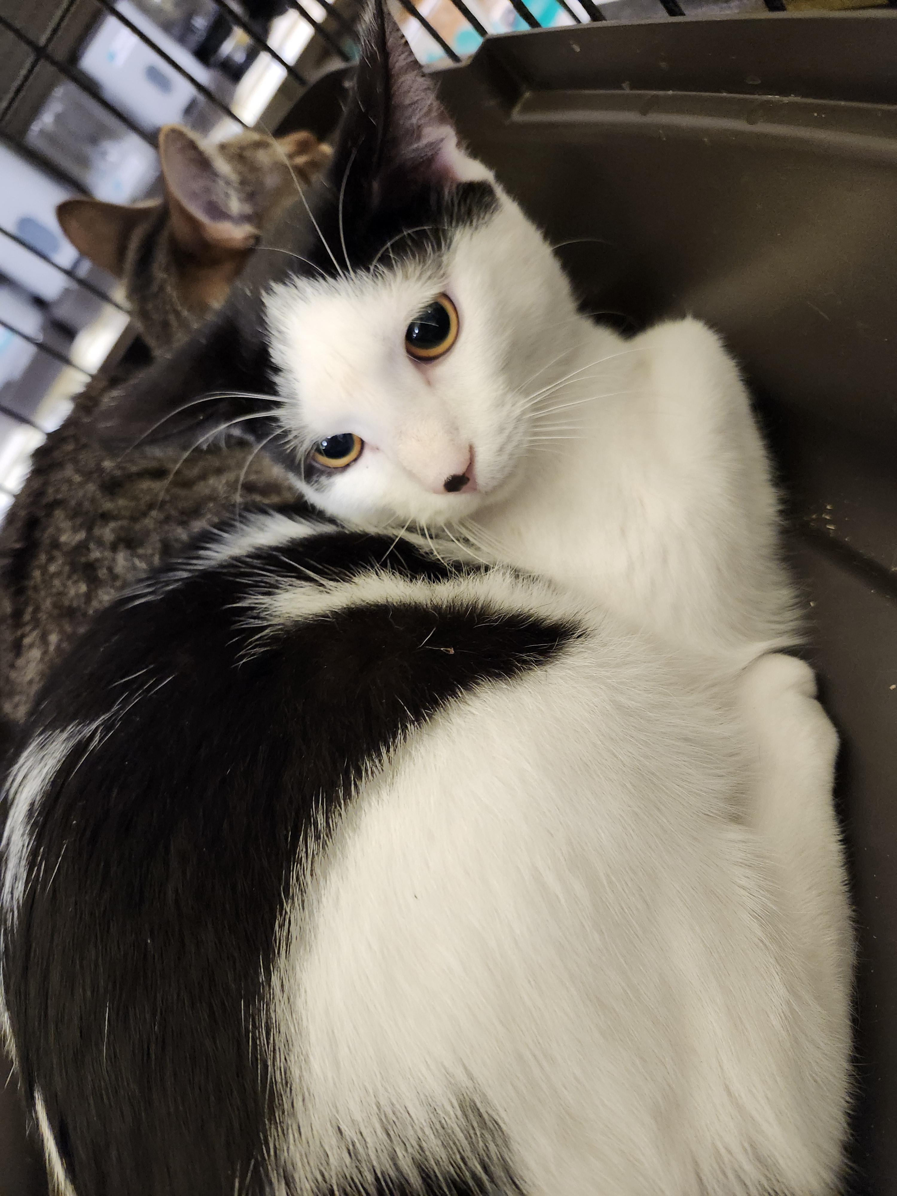 Ryan Reynolds — thumbnail 4