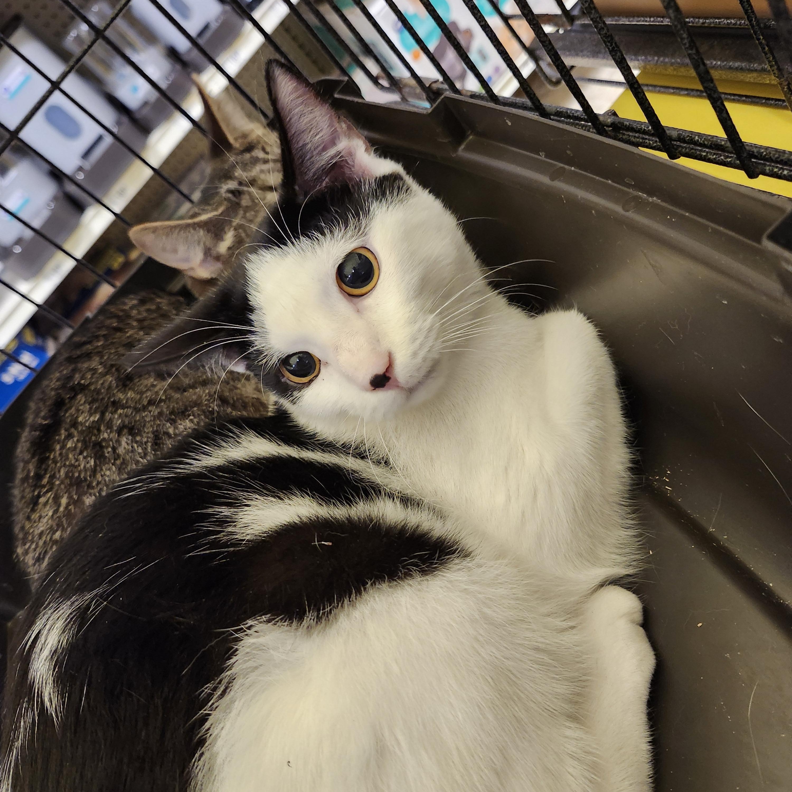 Ryan Reynolds — thumbnail 6