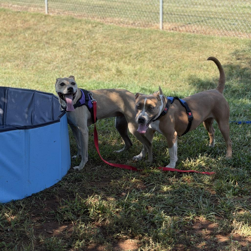 Daisy, Adoptable, Senior Female Mixed Breed & Mixed Breed.