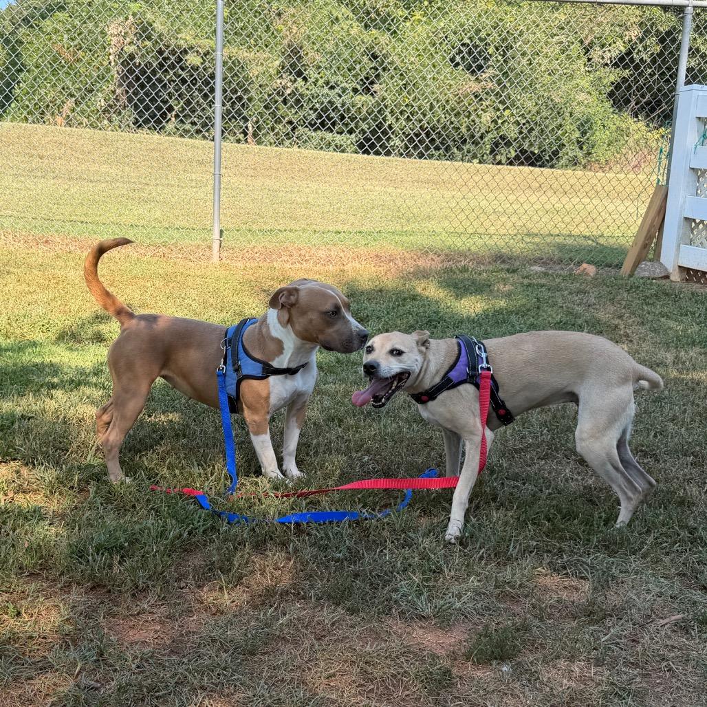 Daisy, a Adoptable mixed breed in Greenville, SC image 2/3