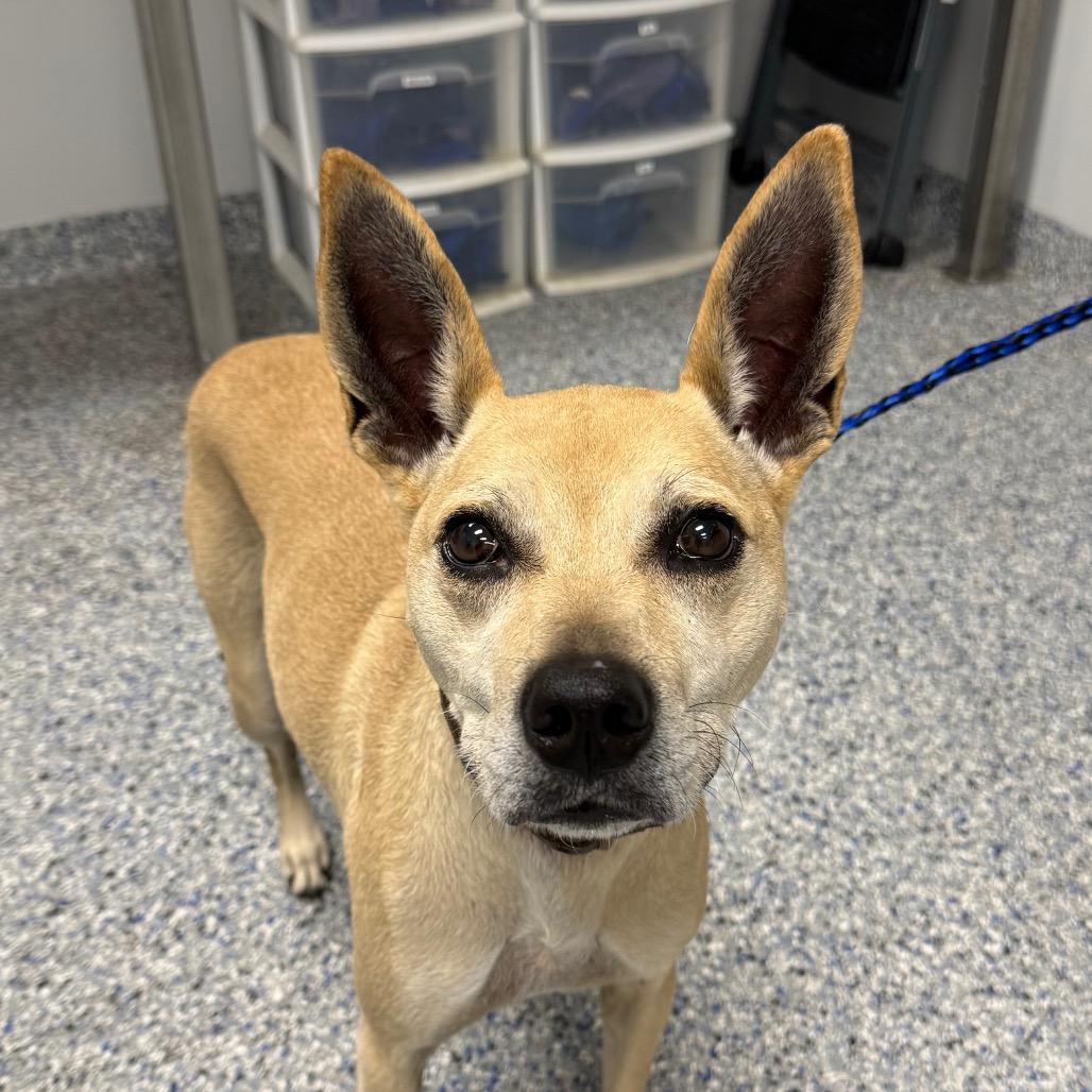 Daisy, a Adoptable mixed breed in Greenville, SC image 3/3