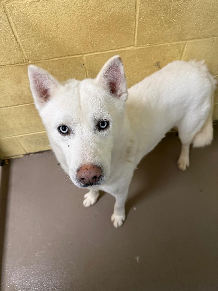 Enlarge ANDES, a Adoptable Husky in Crossville, TN image 1/2
