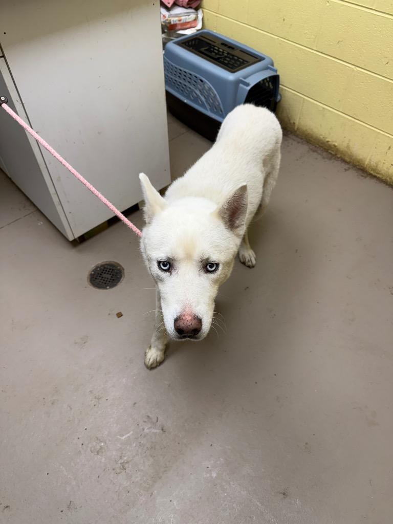 Enlarge ANDES, a Adoptable Husky in Crossville, TN image 2/2