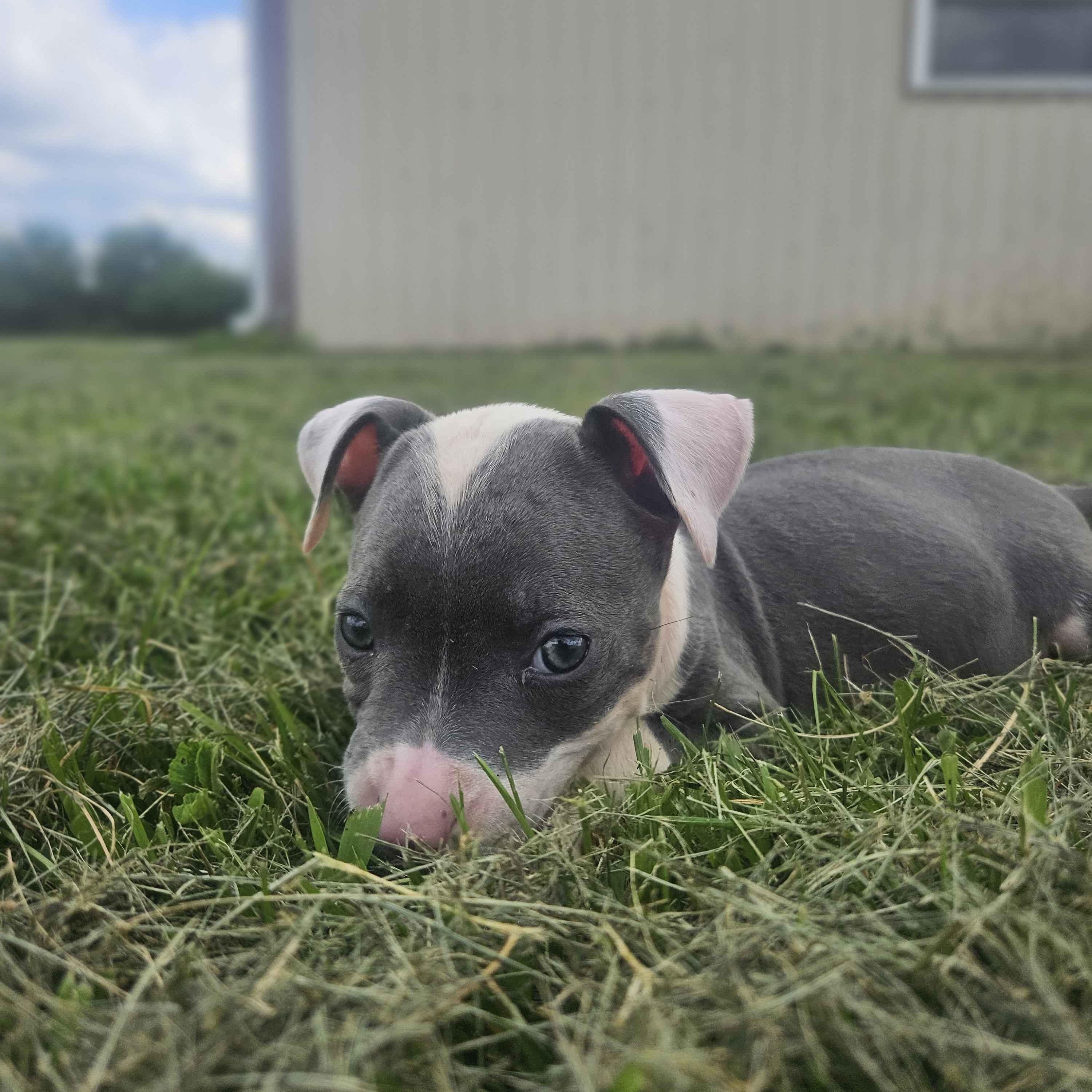 Apple, Baby Female unknown