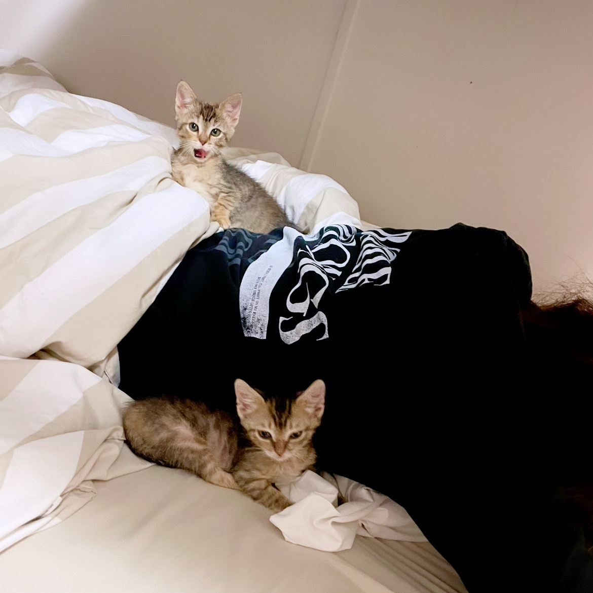 Jeanette (The Chipette Sisters) photo 4