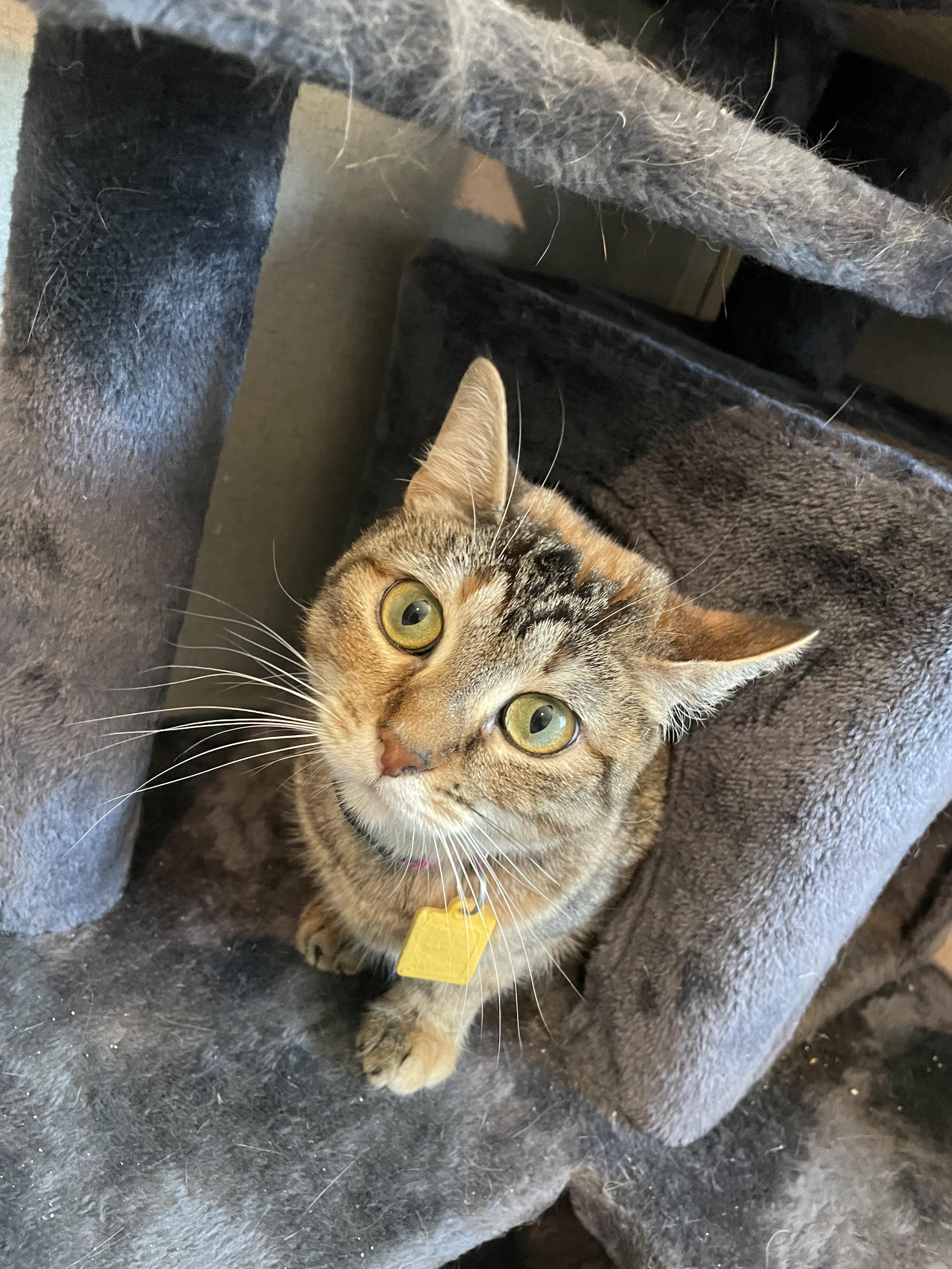 Jeanette (The Chipette Sisters), an adoptable Tabby in Inez, TX, 77968 | Photo Image 3