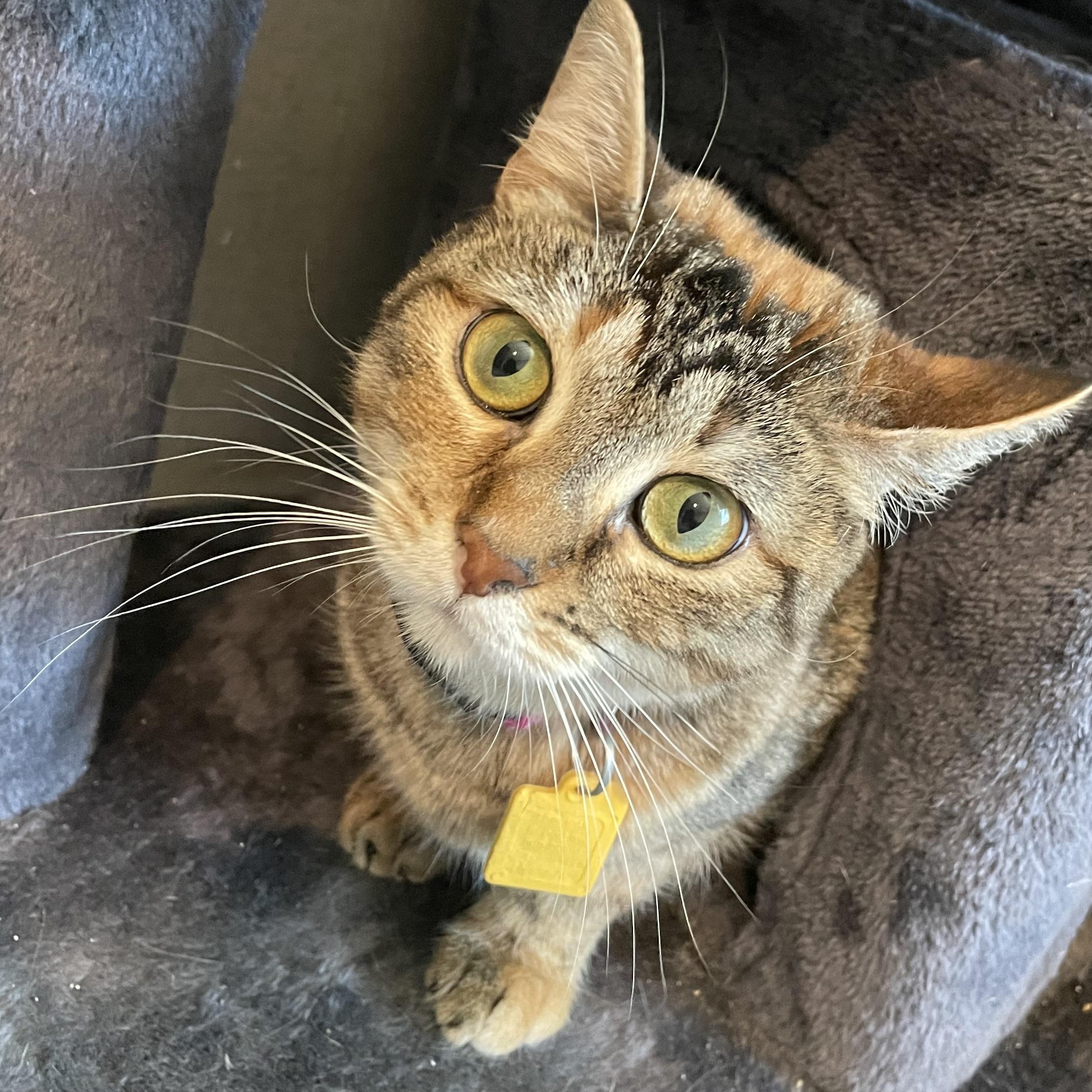 Enlarge Jeanette (The Chipette Sisters), a Adoptable Tabby in Inez, TX image 4/6