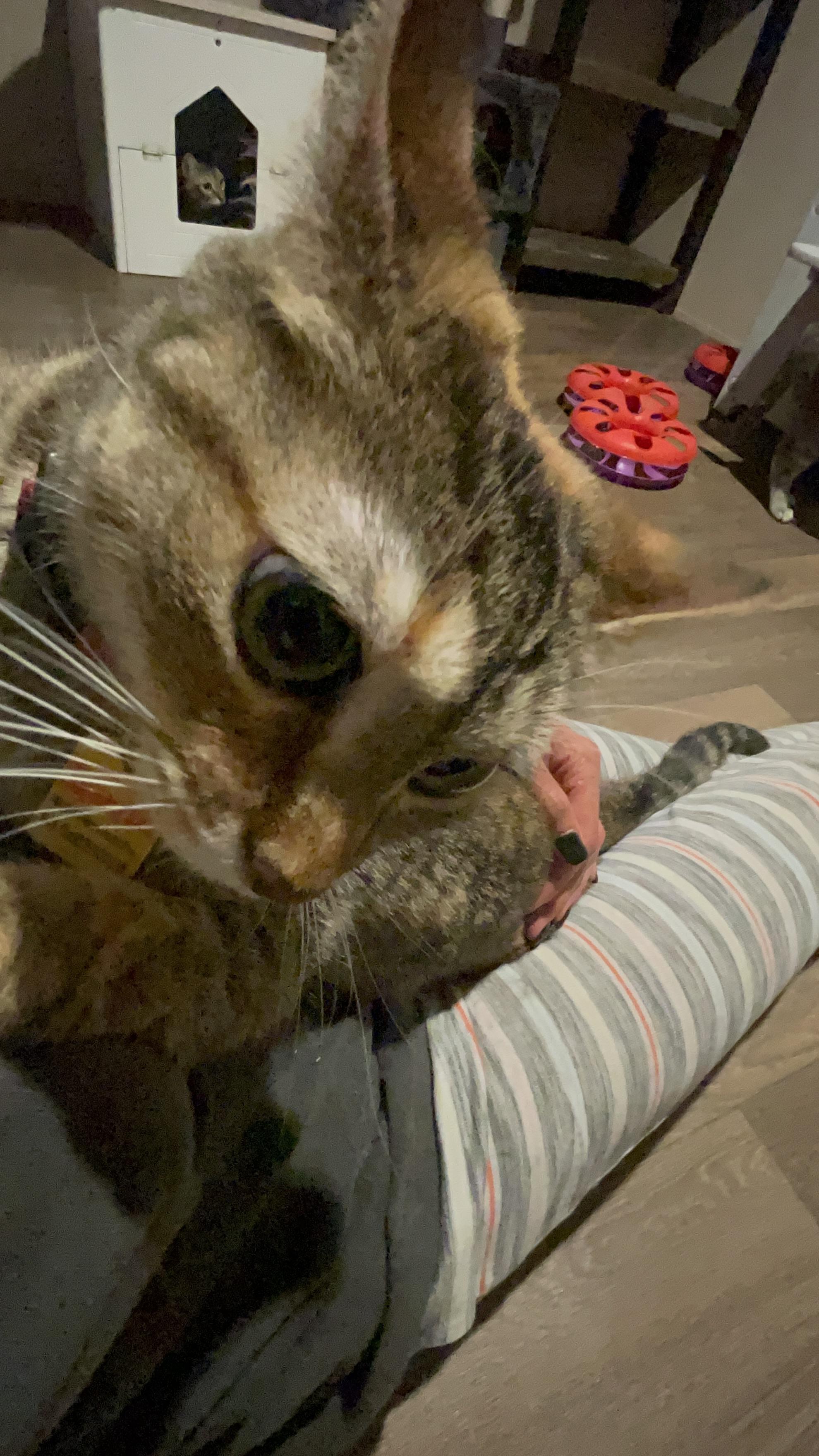 Jeanette (The Chipette Sisters), an adoptable Tabby in Inez, TX, 77968 | Photo Image 4