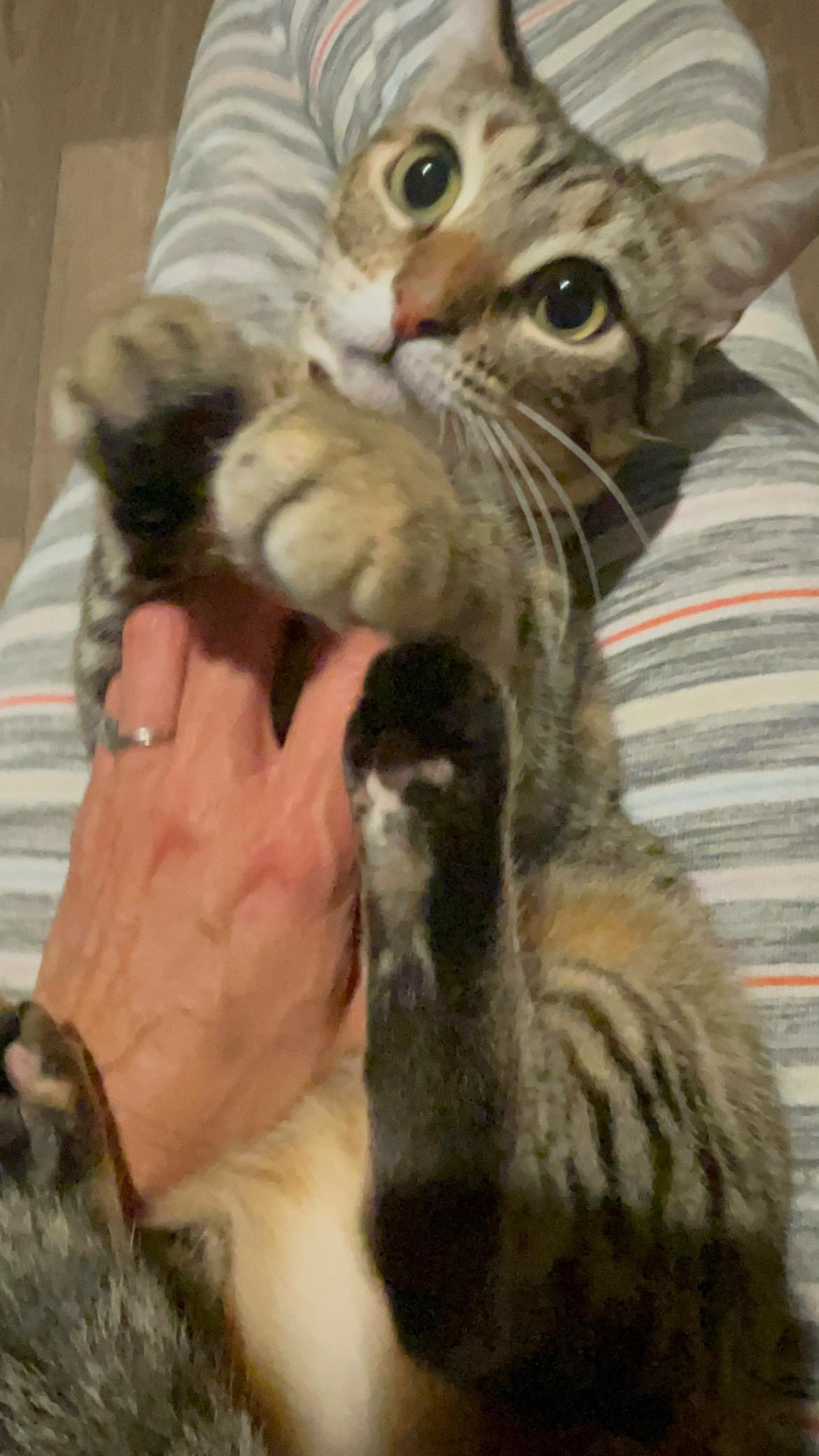 Enlarge Jeanette (The Chipette Sisters), a Adoptable Tabby in Inez, TX image 2/6