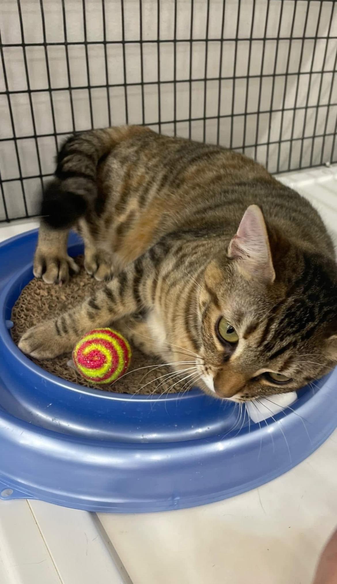 Jeanette (The Chipette Sisters), an adoptable Tabby in Inez, TX, 77968 | Photo Image 1