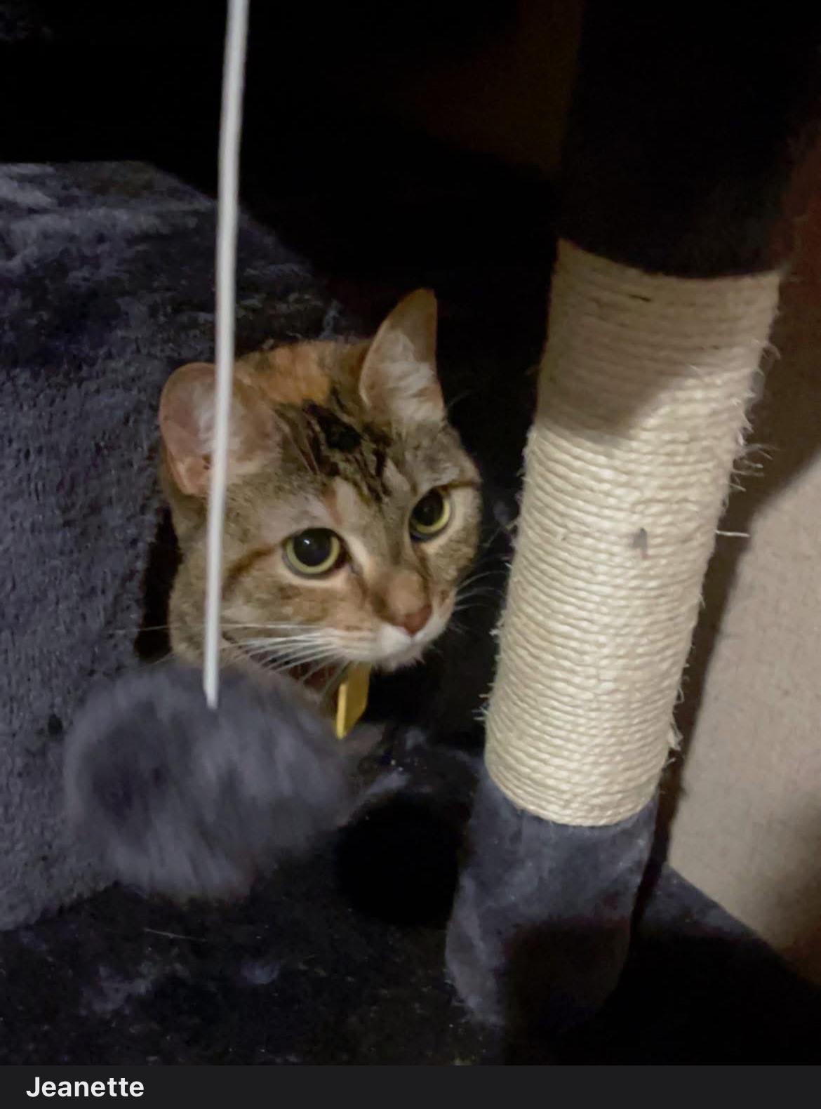 Jeanette (The Chipette Sisters), an adoptable Tabby in Inez, TX, 77968 | Photo Image 6