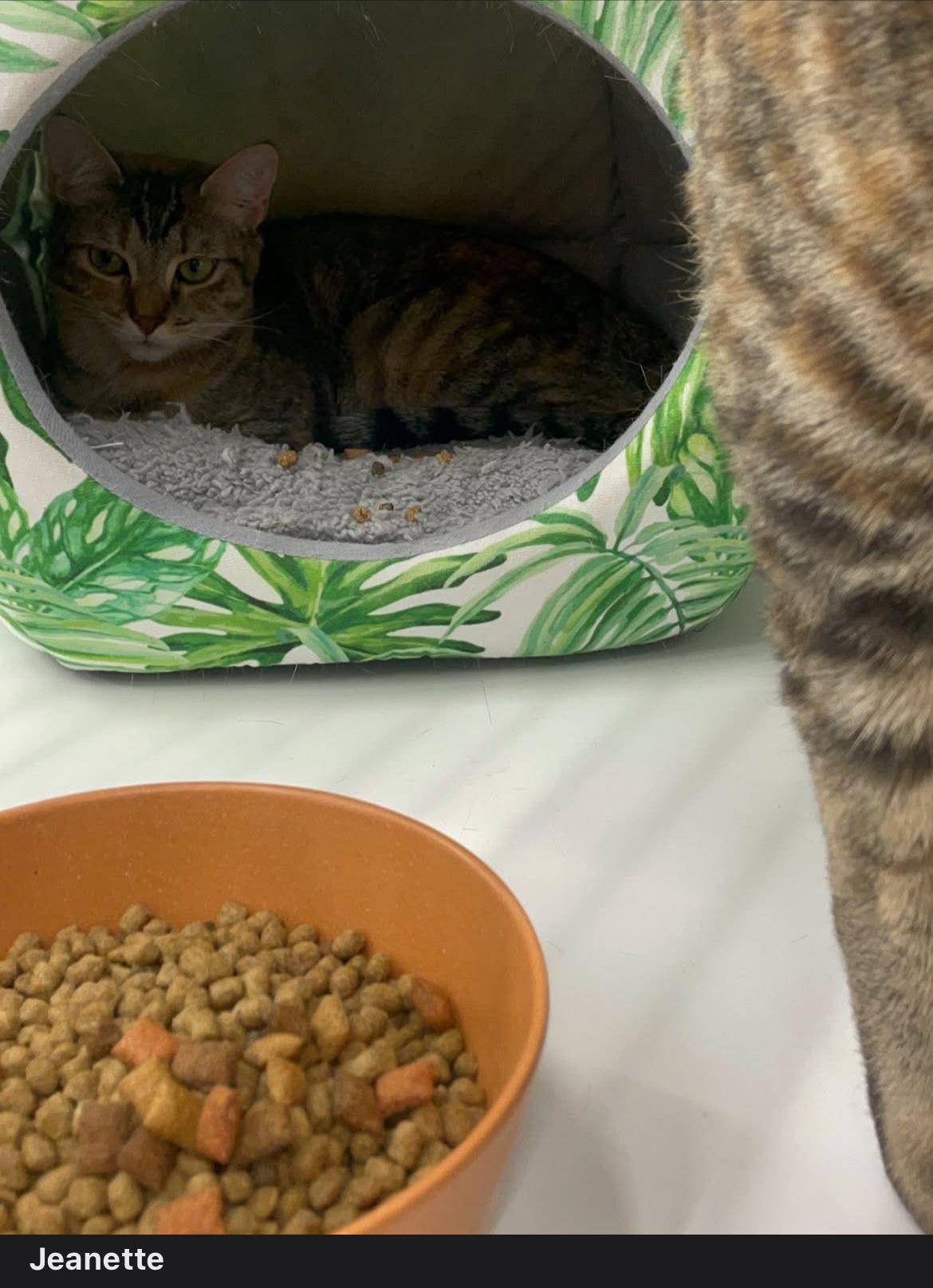 Jeanette (The Chipette Sisters), an adoptable Tabby in Inez, TX, 77968 | Photo Image 5