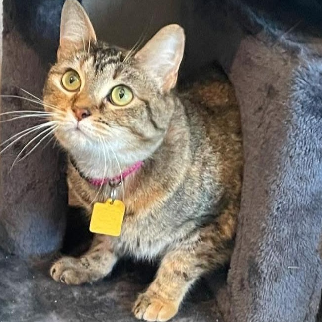 Jeanette (The Chipette Sisters), Adoptable, Adult Female Tabby.