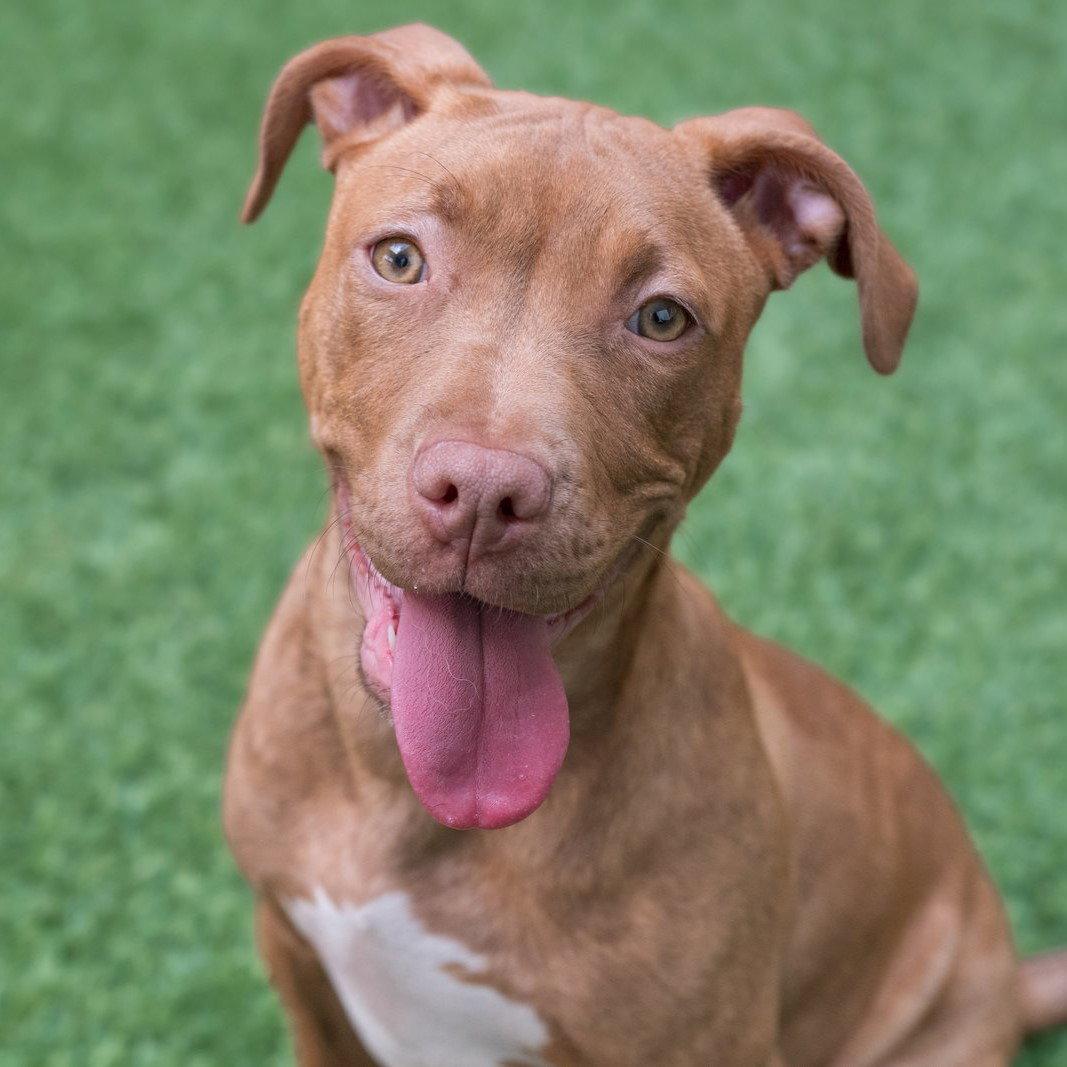 Enlarge Cassia, a Adoptable Pit Bull Terrier in Burlingame, CA image 2/3