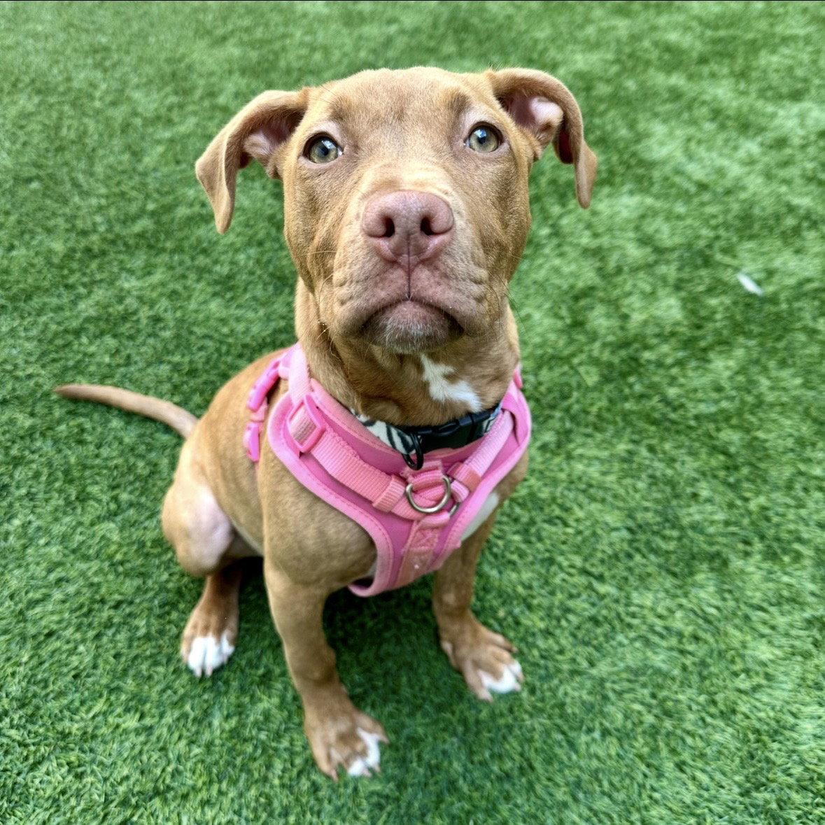 Enlarge Cassia, a Adoptable Pit Bull Terrier in Burlingame, CA image 3/3
