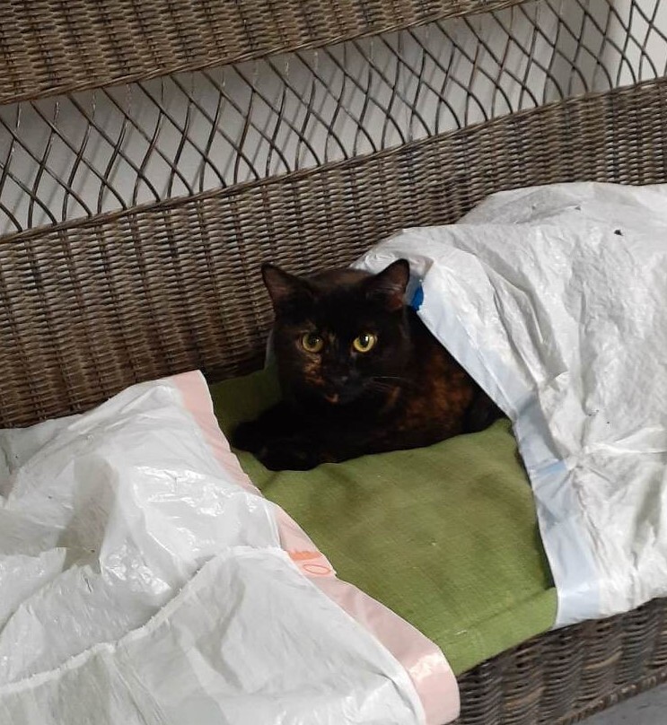 Valentine, a Adoptable mixed breed in Vine Grove, KY image 1/14