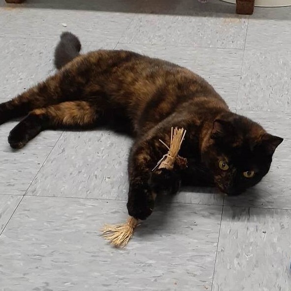 Valentine, a Adoptable mixed breed in Vine Grove, KY image 2/14