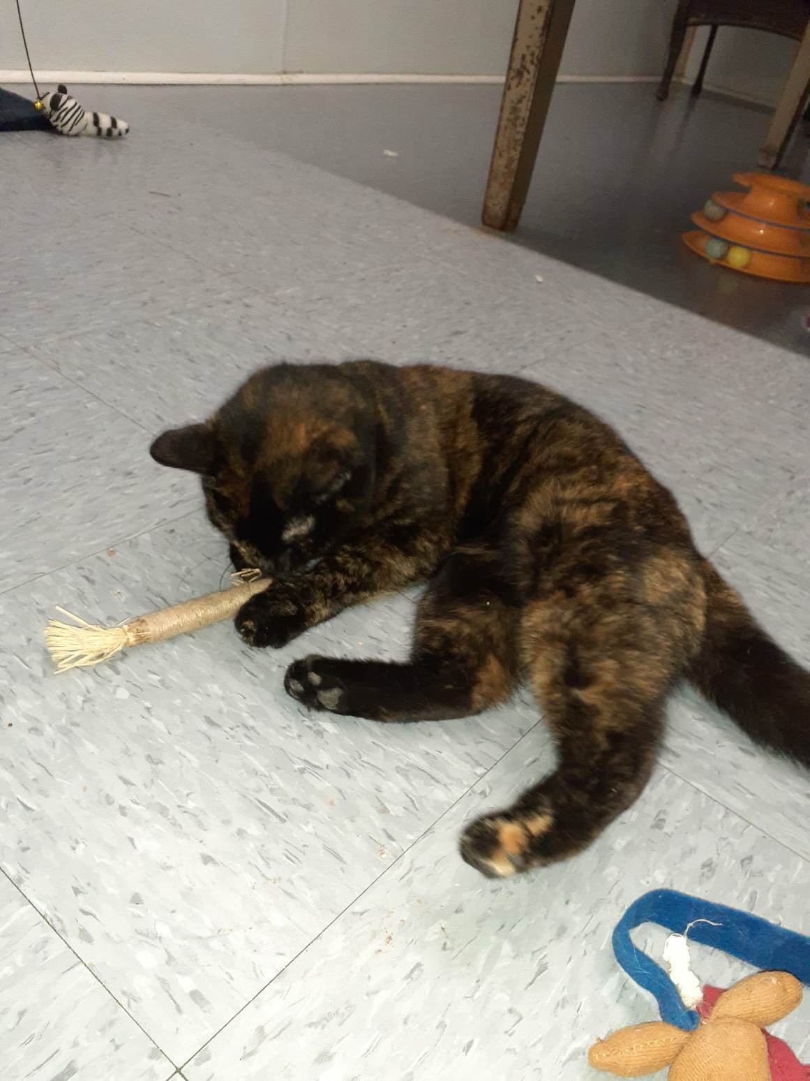 Valentine, a Adoptable mixed breed in Vine Grove, KY image 4/14