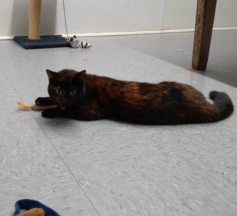 Valentine, a Adoptable mixed breed in Vine Grove, KY image 5/14