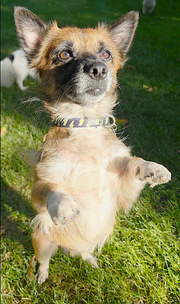 Enlarge Solly, a Adoptable mixed breed in Lisbon, IA image 6/6