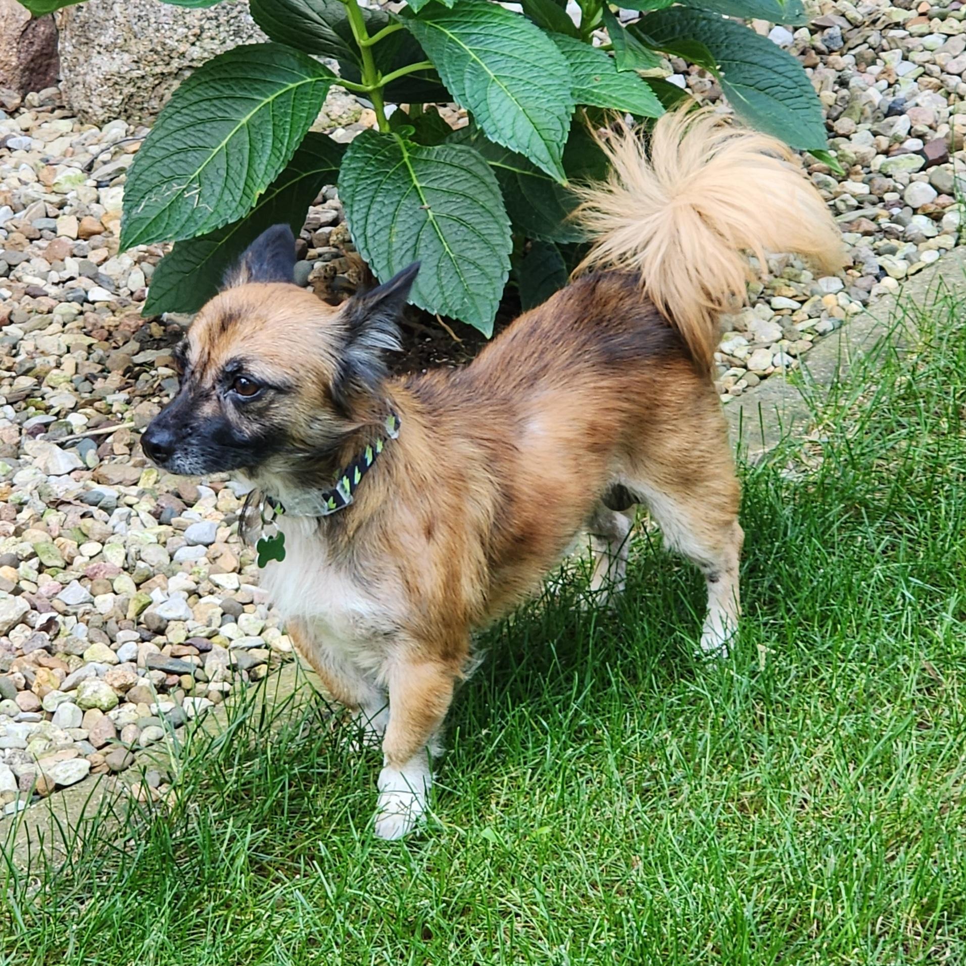 Enlarge Solly, a Adoptable mixed breed in Lisbon, IA image 4/6