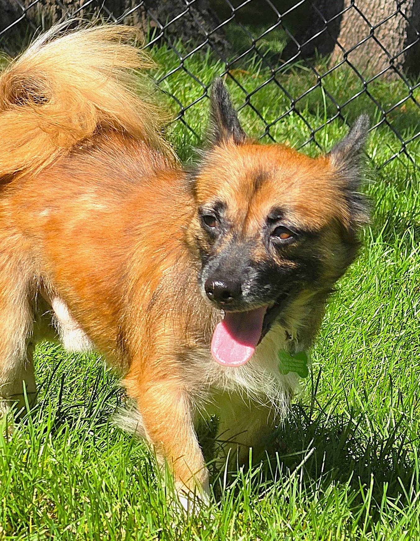 Enlarge Solly, a Adoptable mixed breed in Lisbon, IA image 3/6