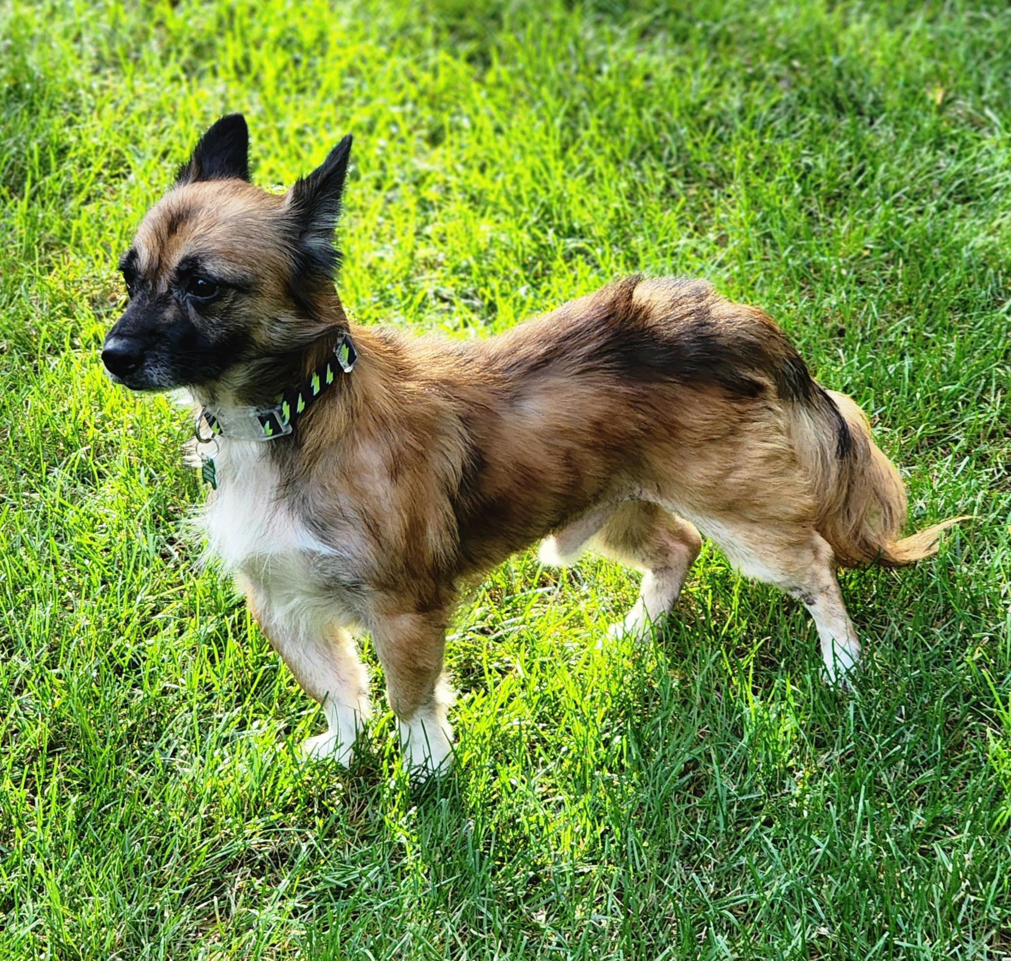 Enlarge Solly, a Adoptable mixed breed in Lisbon, IA image 2/6