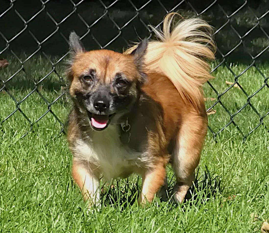 Enlarge Solly, a Adoptable mixed breed in Lisbon, IA image 1/6