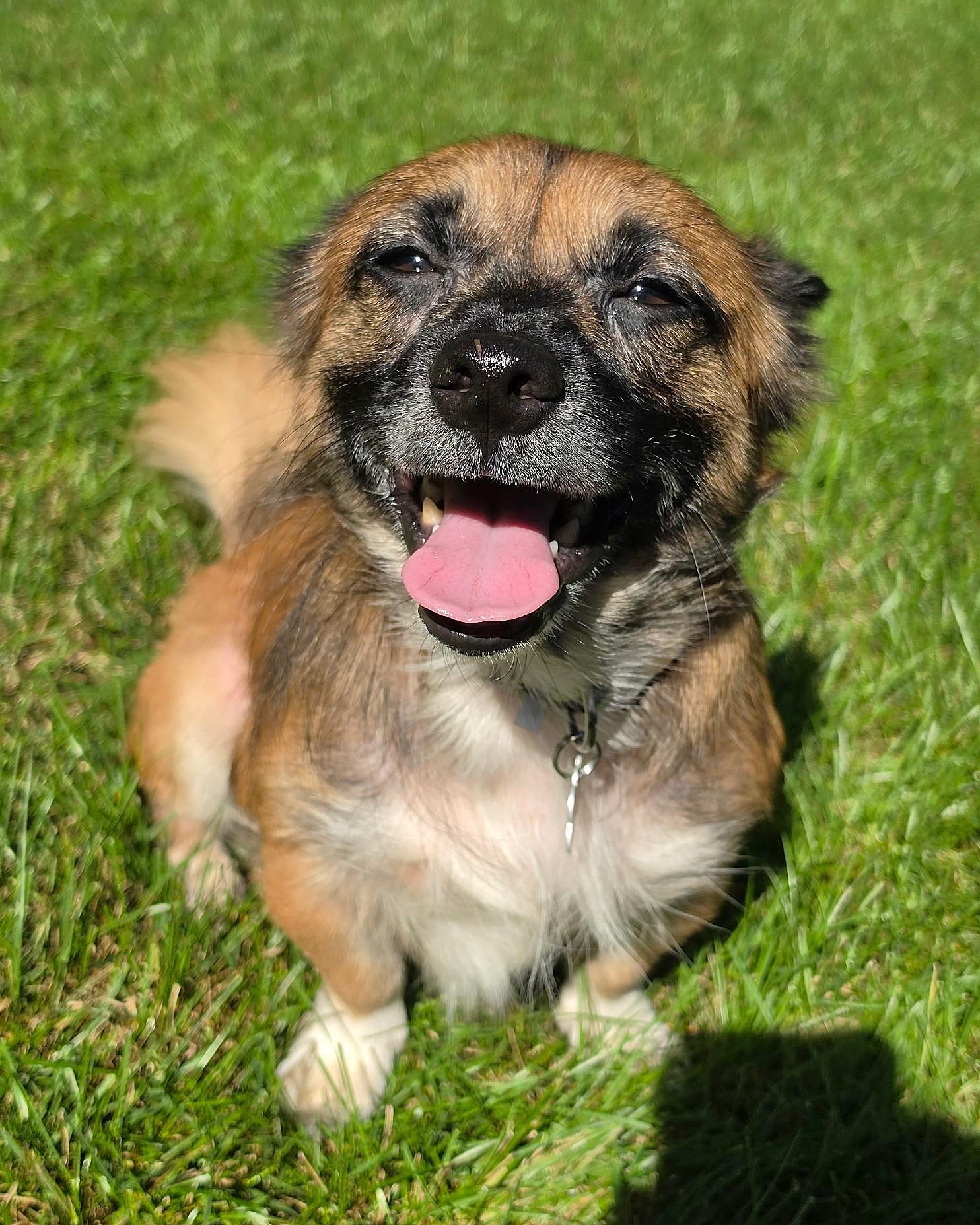 Enlarge Solly, a Adoptable mixed breed in Lisbon, IA image 5/6