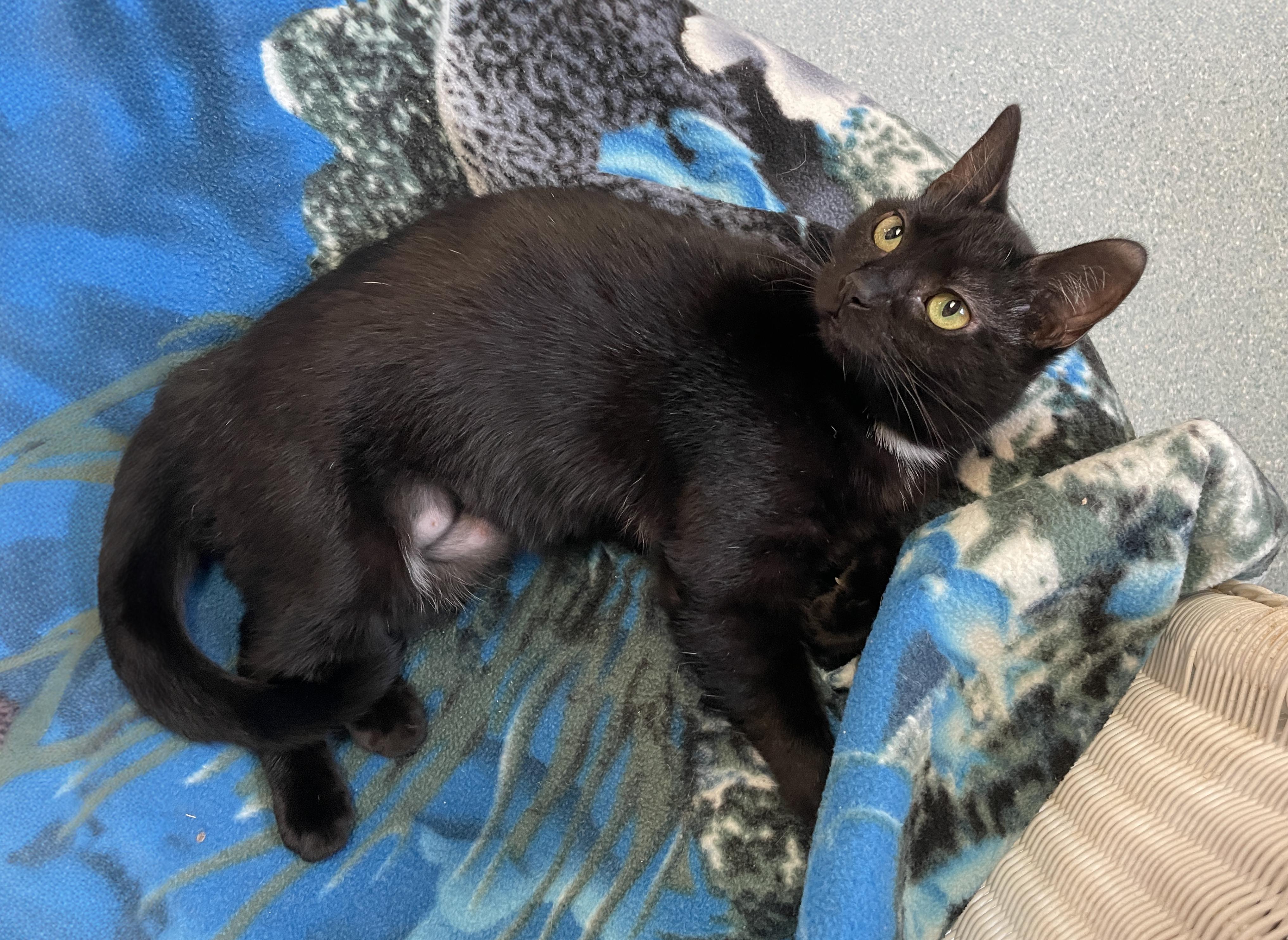Enlarge Sybil, a Adoptable Domestic Short Hair in Charles Town, WV image 1/6