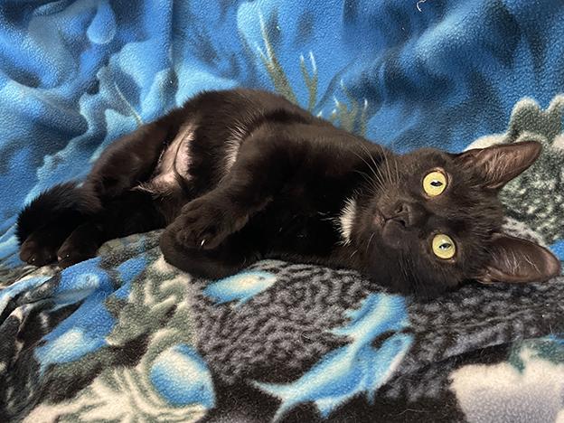 Enlarge Sybil, a Adoptable Domestic Short Hair in Charles Town, WV image 2/6