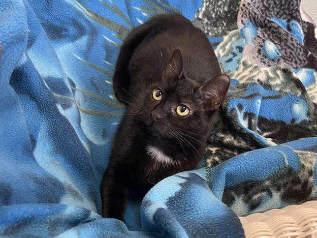 Enlarge Sybil, a Adoptable Domestic Short Hair in Charles Town, WV image 3/6