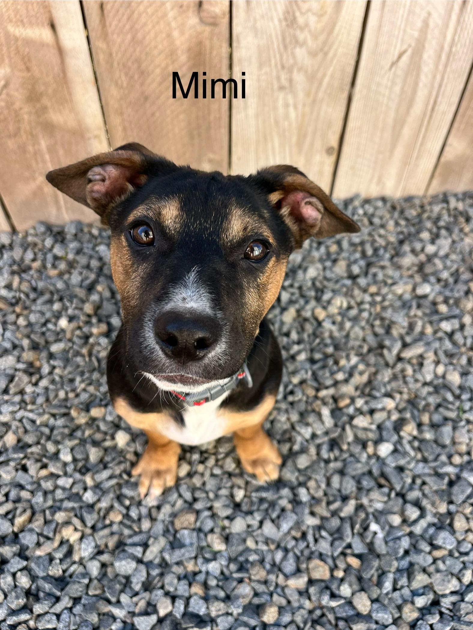 Enlarge Mimi , a ADOPTABLE mixed breed in Poway, CA image 5/5