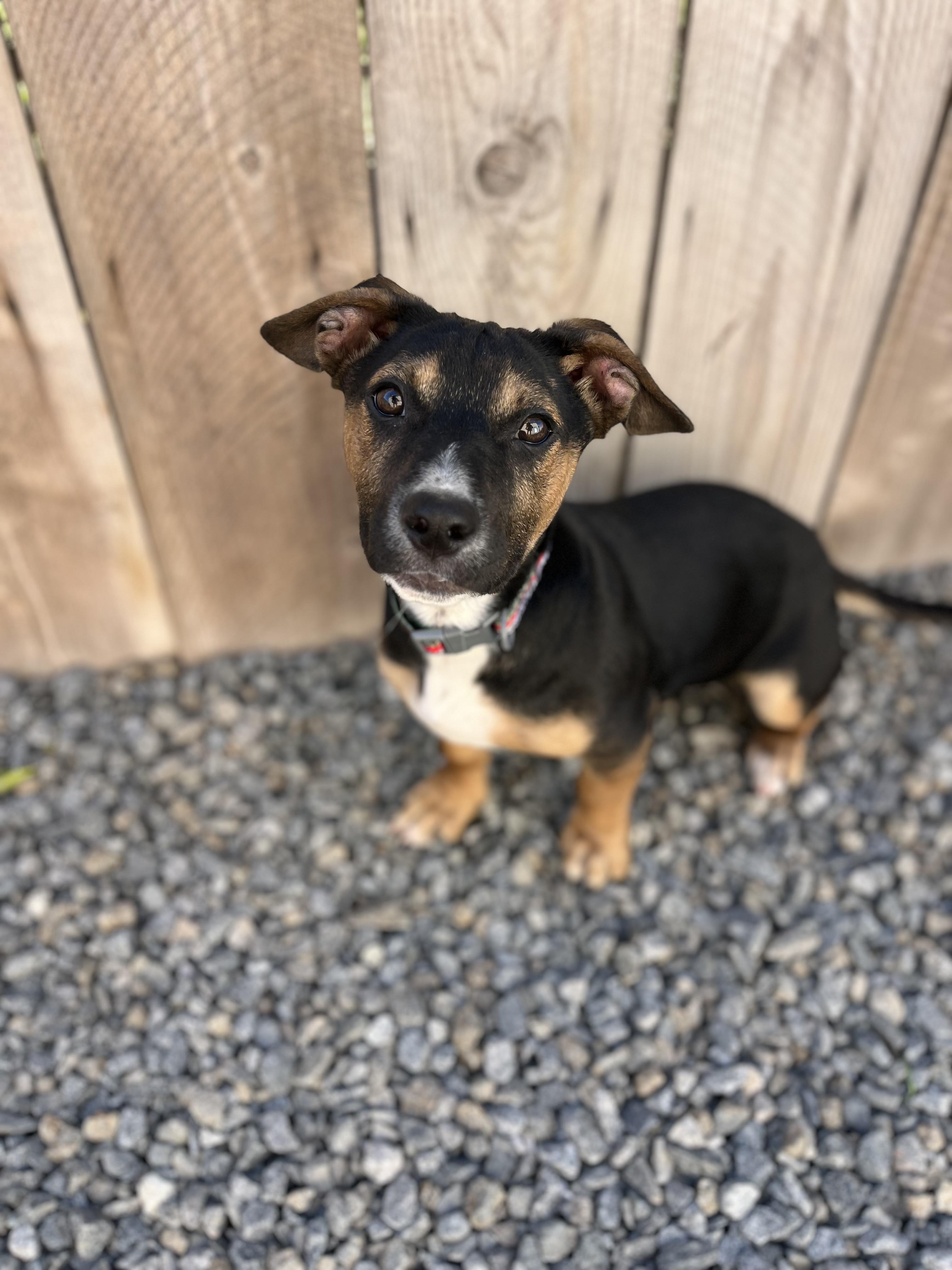 Enlarge Mimi , a ADOPTABLE mixed breed in Poway, CA image 4/5
